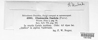 Anthracoidea caricis image